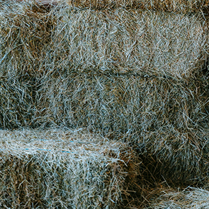 EMS, grovfoder, Insulin, socker, hösilage
